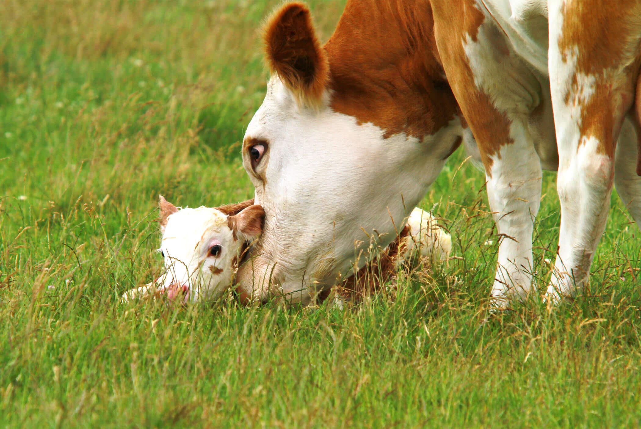 Eine Kuh kümmert sich um ihr Kalb - Klaudehof