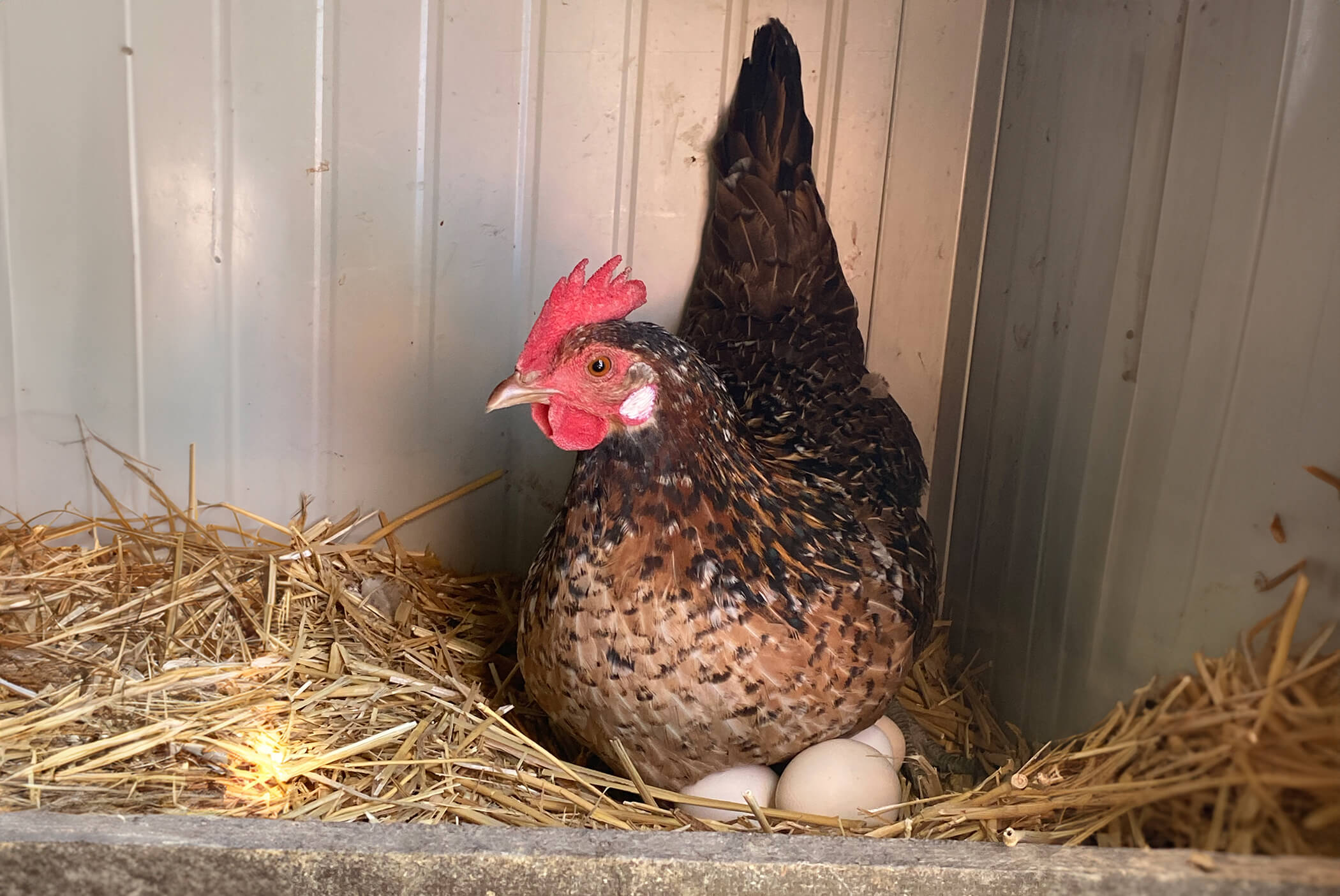 Eine Henne im Stall sitzt auf ihren Eiern - Klaudehof