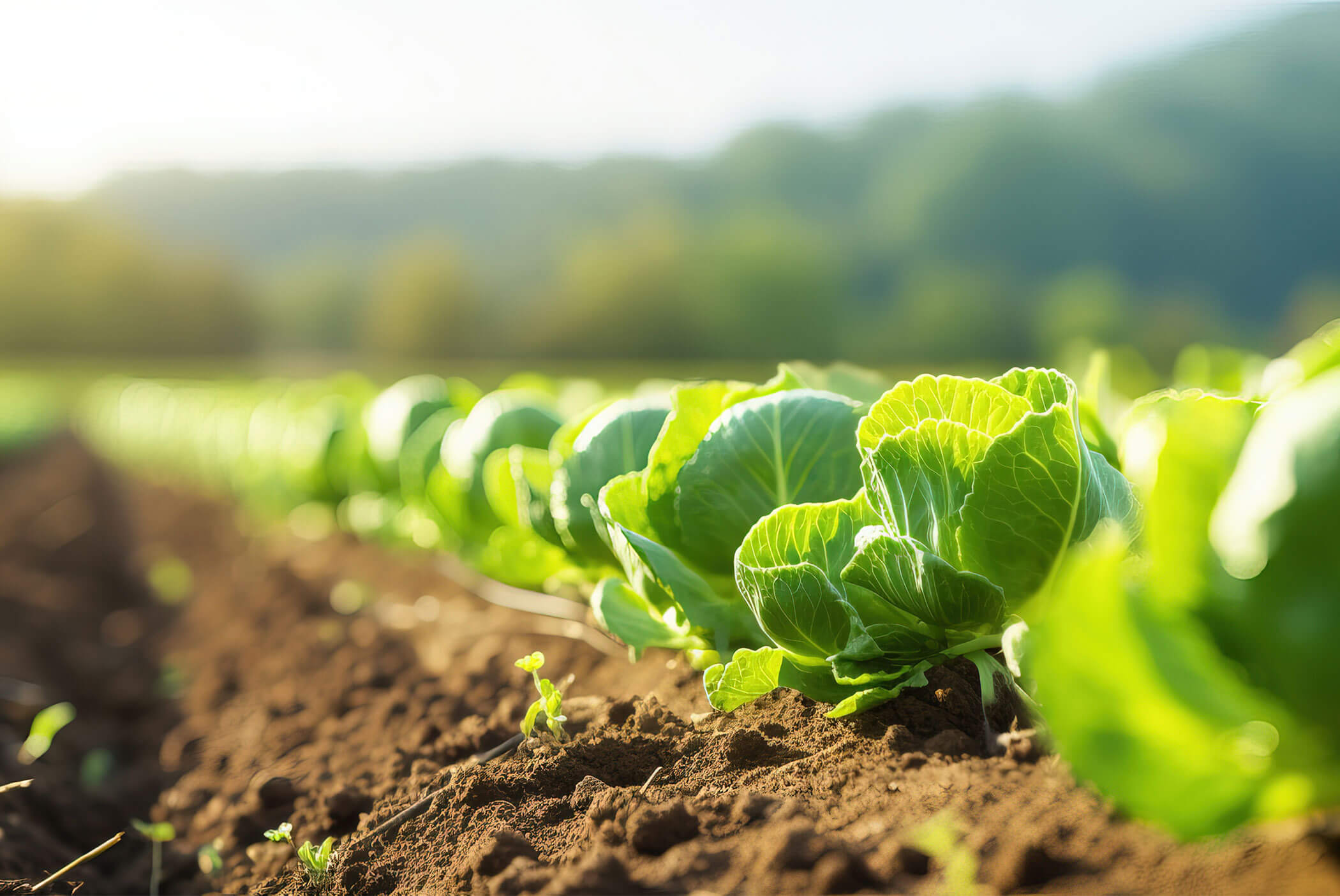 Frischer Salat auf dem Acker - Klaudehof