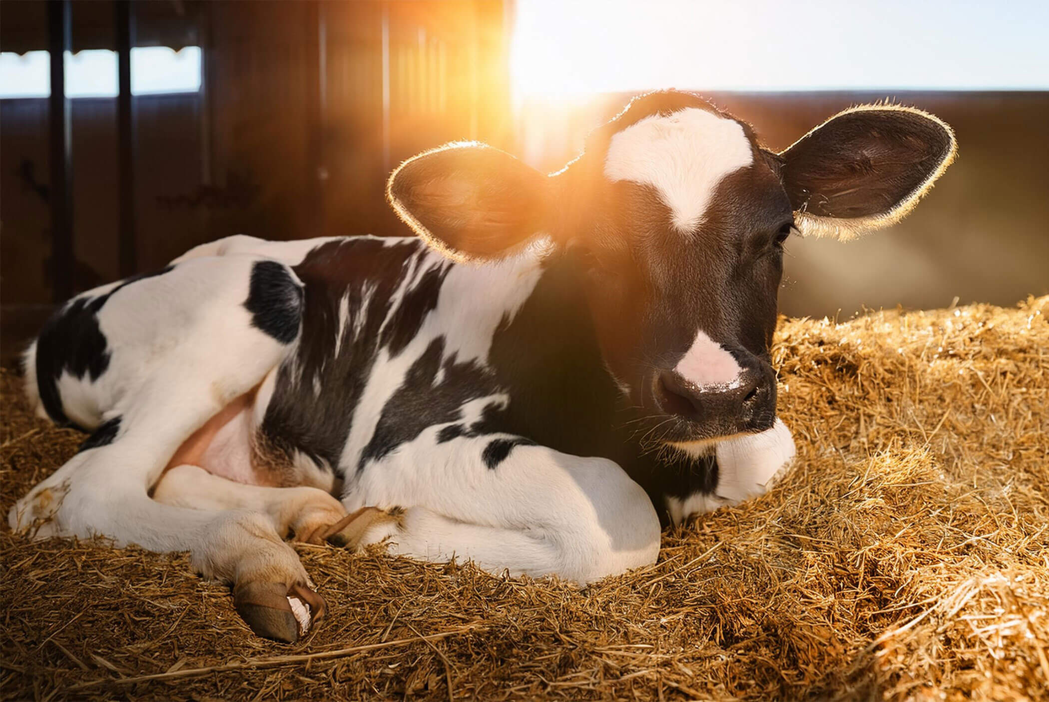 Schwarz-weißes Kalb liegt im Stall - Klaudehof